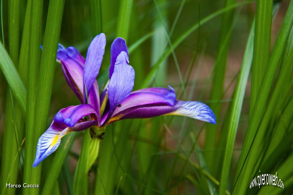 42_Iris selvatico (Gynandriris sisyrinchium).jpg